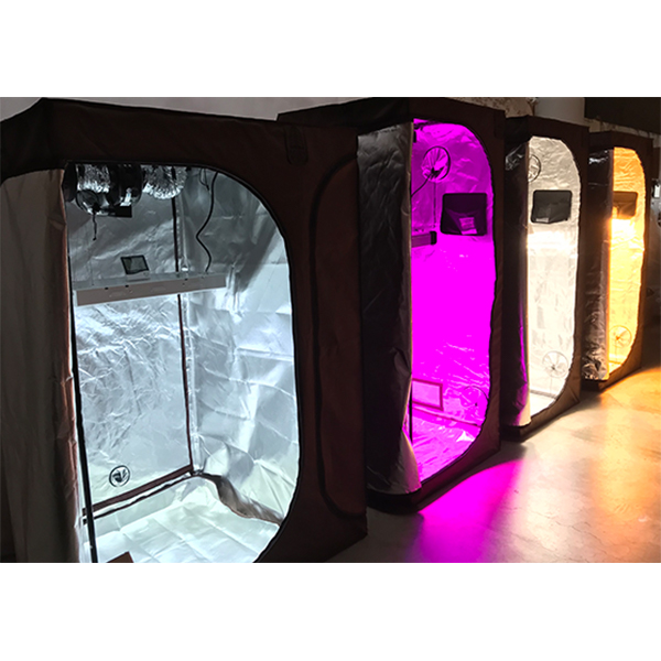 growtentlights-1