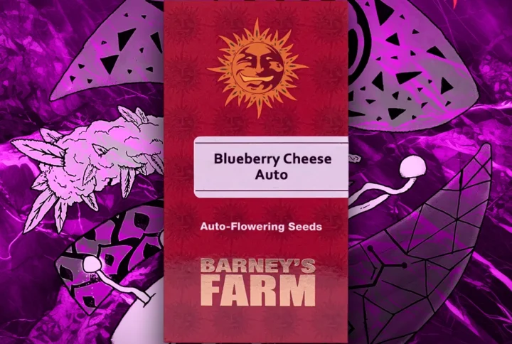 Barney's Farm - Blueberry Cheese Auto