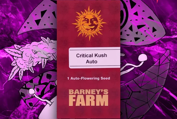 Barney's Farm - Critical Kush Auto