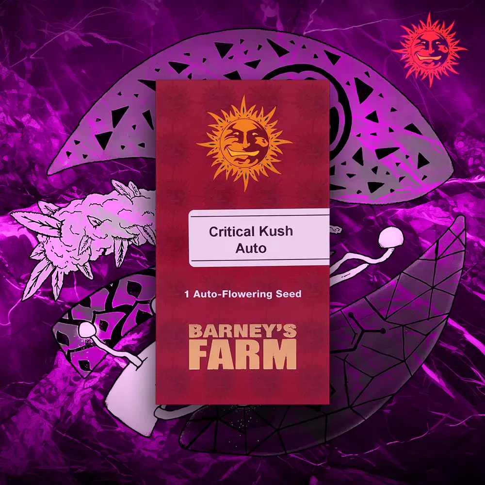 Barney’s Farm – Critical Kush Auto